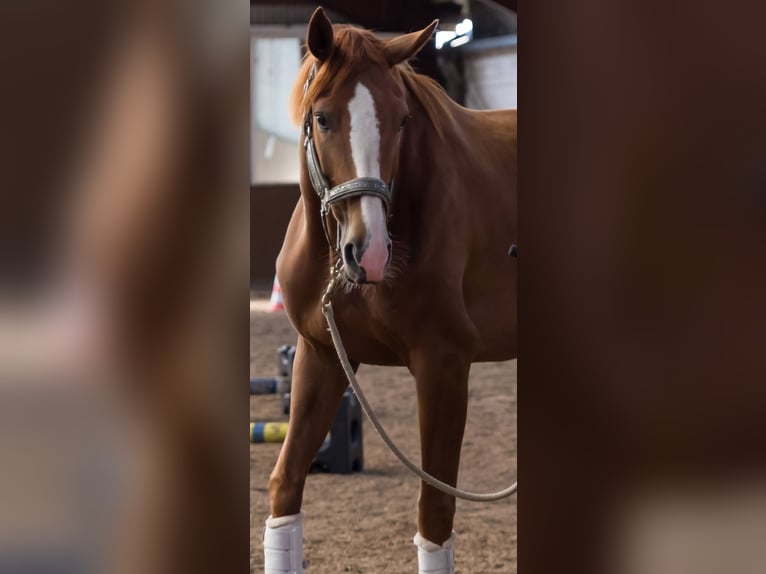 Hanovrien Jument 7 Ans 166 cm Alezan brûlé in Bordesholm