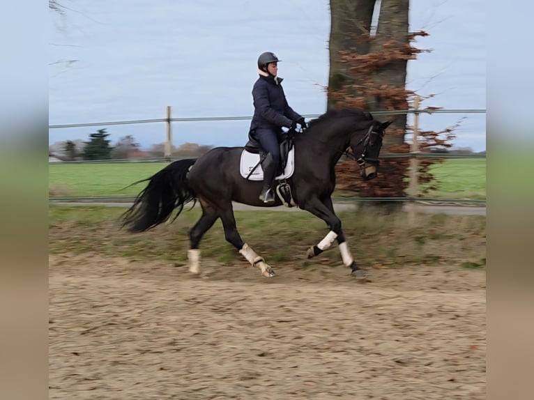 Hanovrien Jument 7 Ans 166 cm Bai brun in Koningsbosch