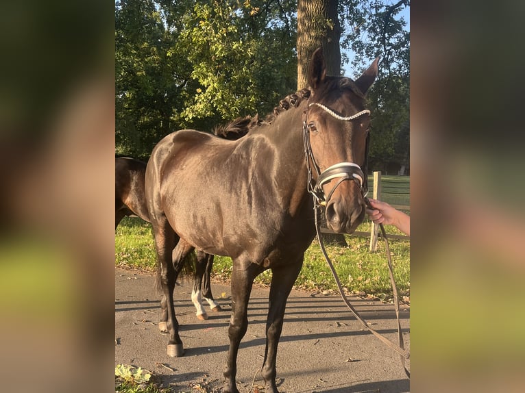 Hanovrien Jument 7 Ans 166 cm Bai brun foncé in Kranenburg