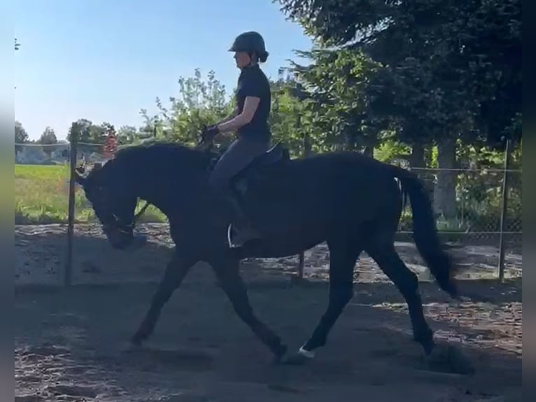 Hanovrien Jument 7 Ans 167 cm Bai brun in Liepgarten