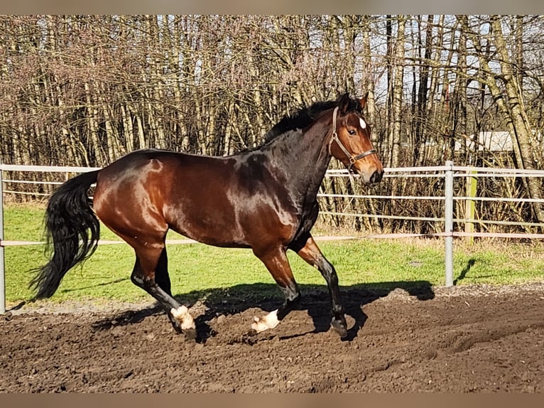 Hanovrien Jument 7 Ans 167 cm Bai brun in Ibbenbüren