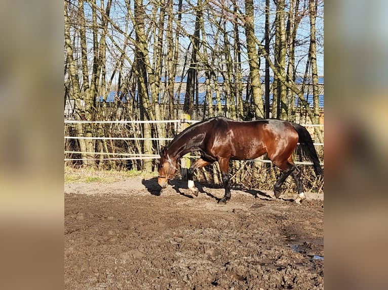 Hanovrien Jument 7 Ans 167 cm Bai brun in Ibbenbüren