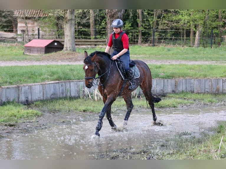 Hanovrien Jument 7 Ans 167 cm Bai brun in Ibbenbüren