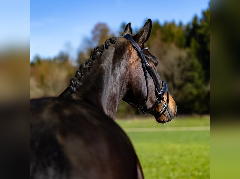 Hanovrien Jument 7 Ans 167 cm Bai in Breitbrunn am Chiemsee