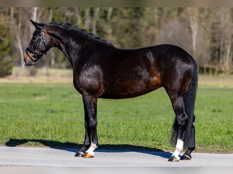 Hanovrien Jument 7 Ans 167 cm Bai in Breitbrunn am Chiemsee