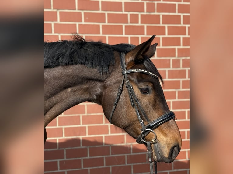 Hanovrien Jument 7 Ans 167 cm Bai in Radbruch