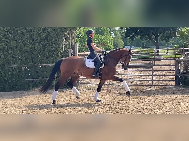 Hanovrien Jument 7 Ans 167 cm Bai clair in Langwedel