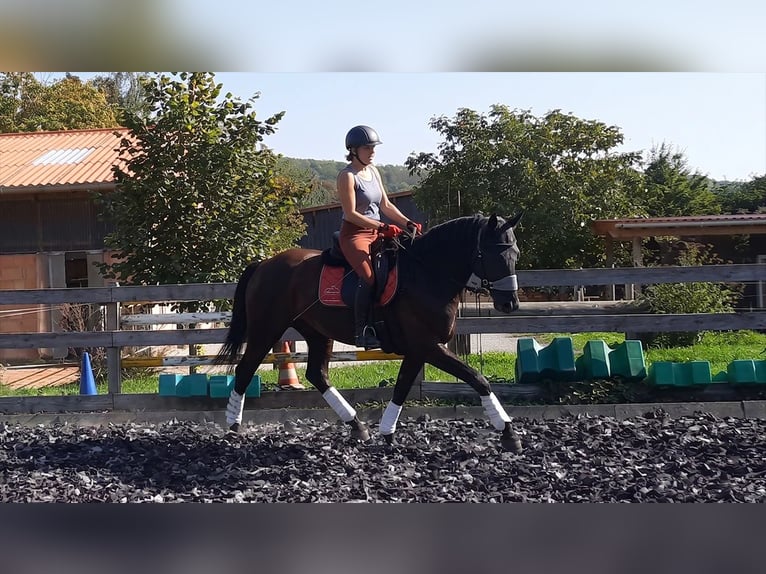 Hanovrien Jument 7 Ans 167 cm Noir in Neu-Eichenberg