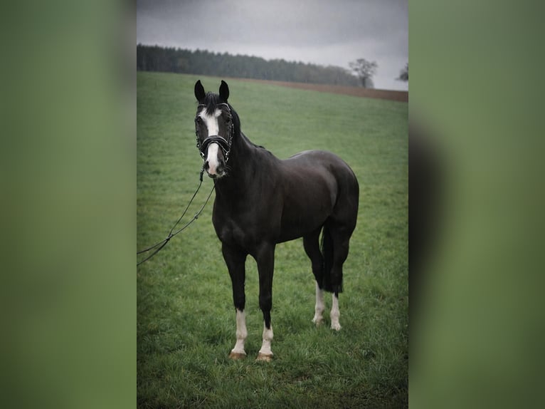 Hanovrien Jument 7 Ans 167 cm Noir in Graben