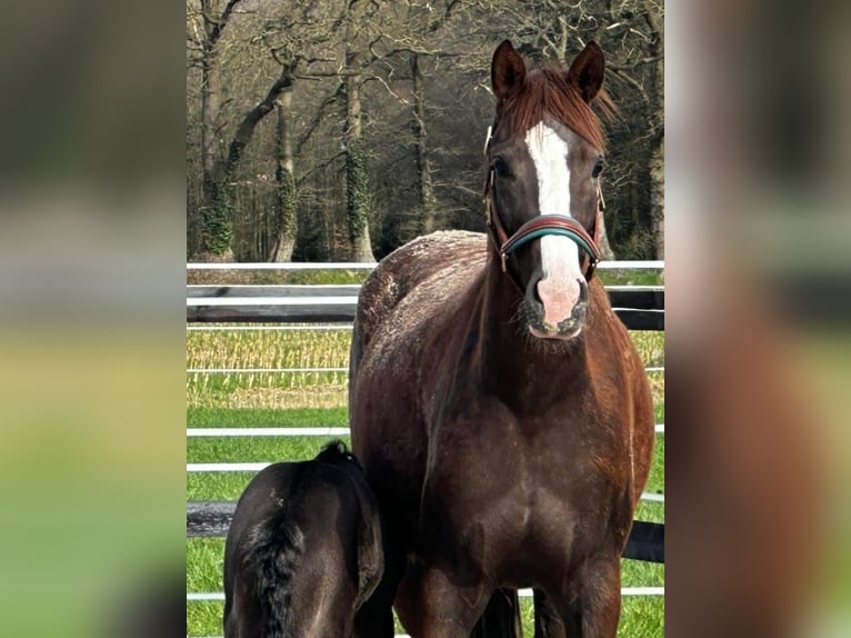 Hanovrien Jument 7 Ans 168 cm Alezan brûlé in Thedinghausen
