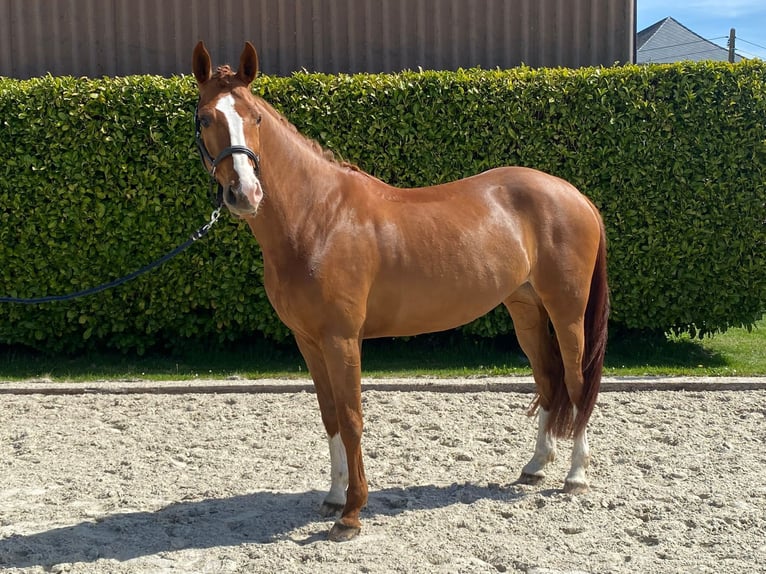 Hanovrien Jument 7 Ans 168 cm Alezan brûlé in Dion-Valmont