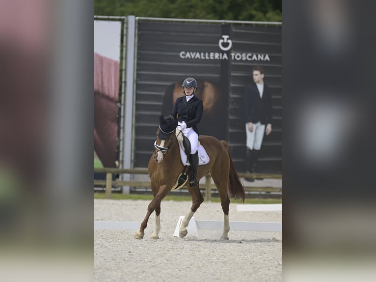 Hanovrien Jument 7 Ans 168 cm Alezan brûlé in Dion-Valmont