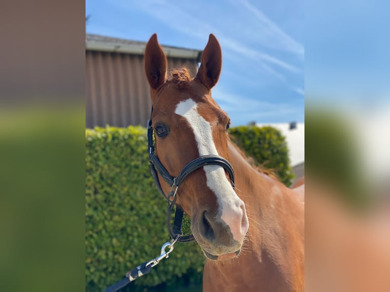 Hanovrien Jument 7 Ans 168 cm Alezan brûlé in Dion-Valmont