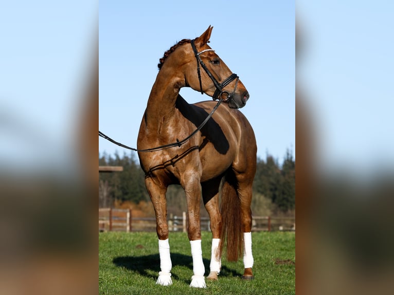 Hanovrien Jument 7 Ans 168 cm Alezan in Fleckeby