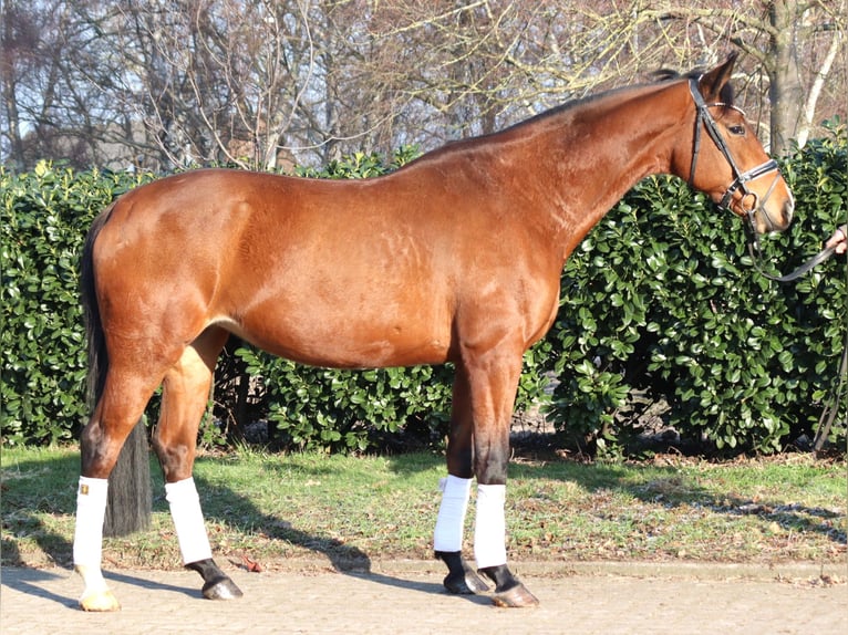 Hanovrien Jument 7 Ans 168 cm Bai in Selsingen