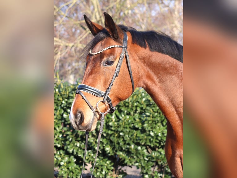 Hanovrien Jument 7 Ans 168 cm Bai in Selsingen