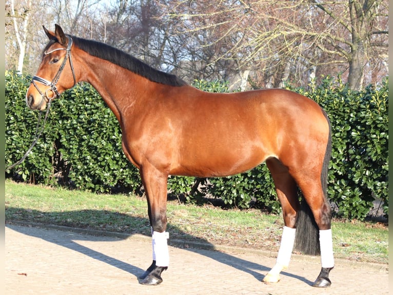 Hanovrien Jument 7 Ans 168 cm Bai in Selsingen