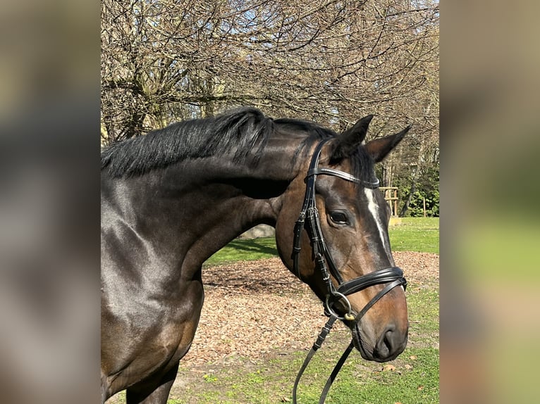 Hanovrien Jument 7 Ans 168 cm Bai brun in Hamm