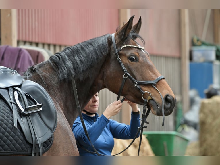 Hanovrien Jument 7 Ans 168 cm Bai brun in Nübbel