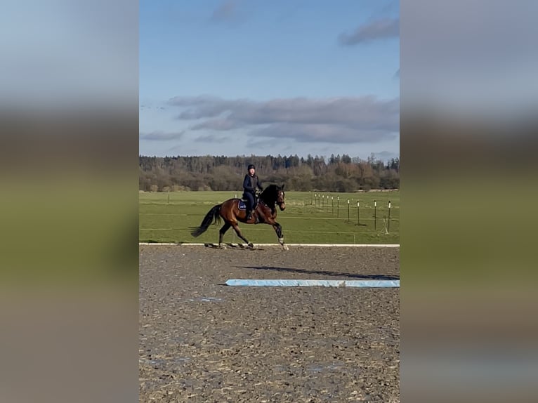 Hanovrien Jument 7 Ans 168 cm Bai brun in Nübbel