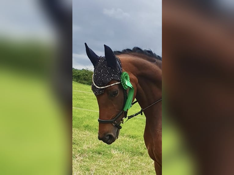 Hanovrien Jument 7 Ans 168 cm Bai brun in Nübbel