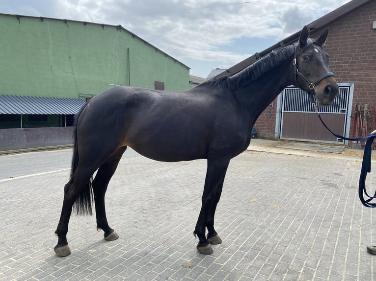 Hanovrien Jument 7 Ans 168 cm Bai brun in Heinsberg