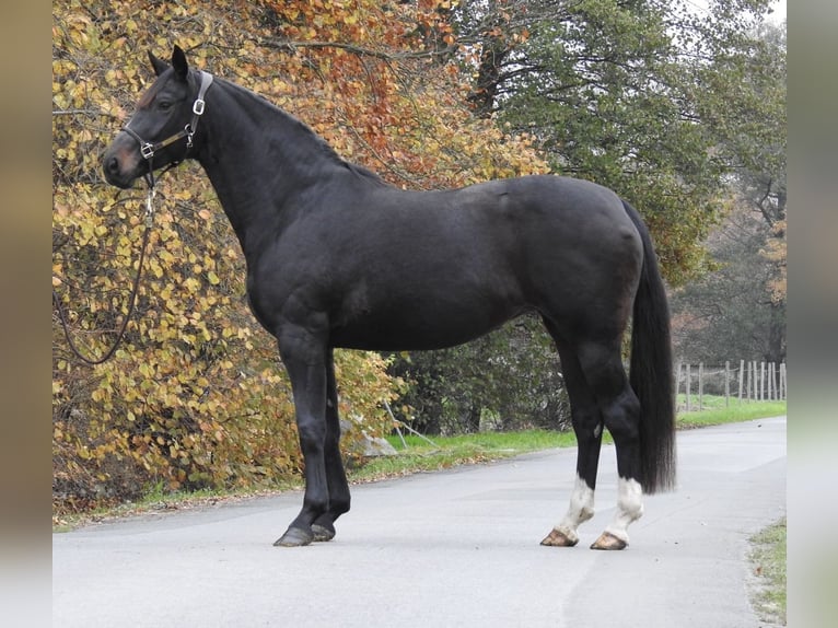 Hanovrien Jument 7 Ans 168 cm Bai brun in Verl