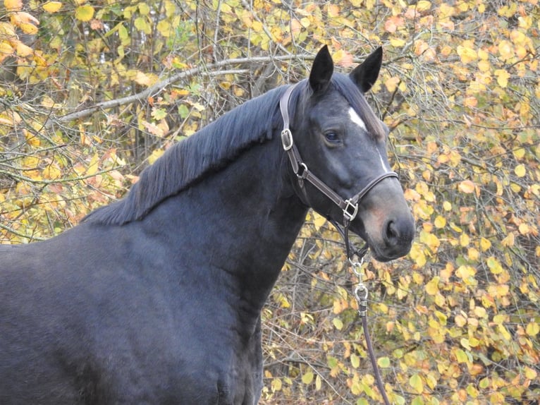 Hanovrien Jument 7 Ans 168 cm Bai brun in Verl