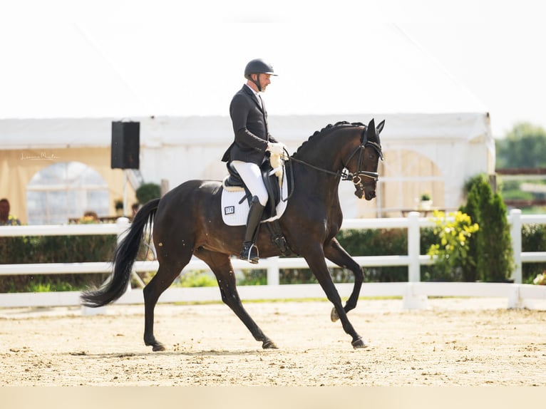 Hanovrien Jument 7 Ans 168 cm Bai brun foncé in Kaarst