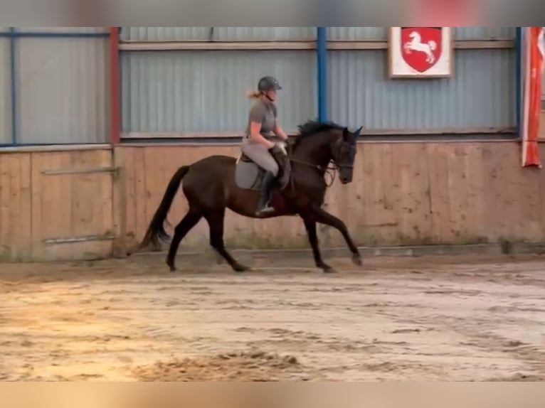 Hanovrien Jument 7 Ans 168 cm Bai brun foncé in Uetze