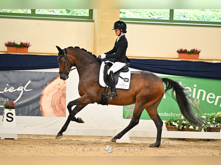 Hanovrien Jument 7 Ans 168 cm Bai in Salgen
