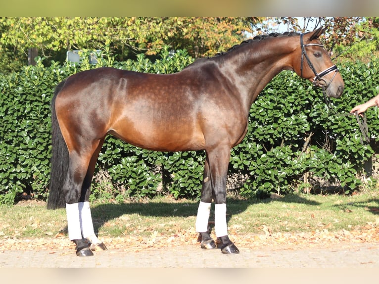 Hanovrien Jument 7 Ans 168 cm Bai in Selsingen