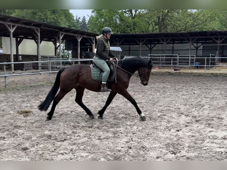 Hanovrien Jument 7 Ans 168 cm Bai in Kirchwalsede