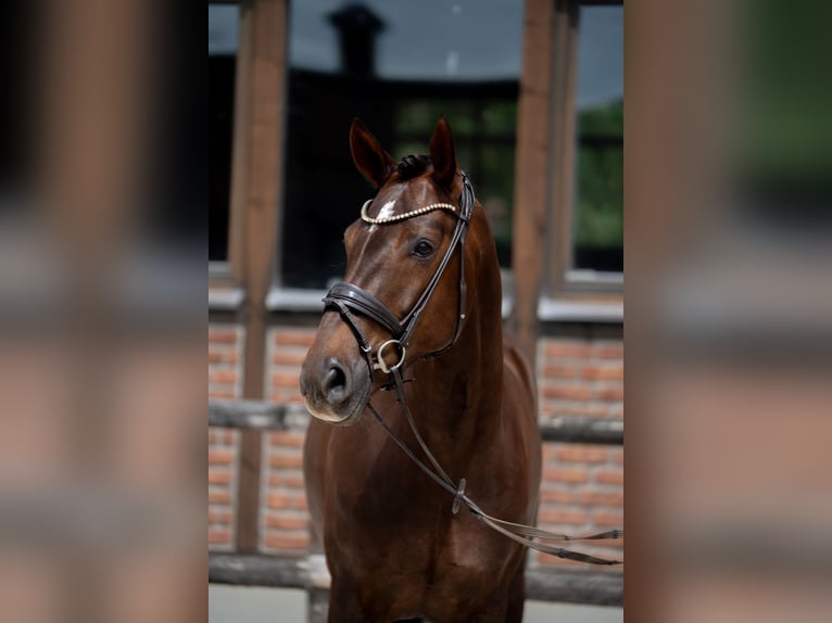 Hanovrien Jument 7 Ans 169 cm Alezan brûlé in Heidesheim am Rhein