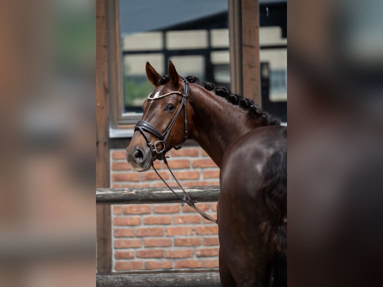 Hanovrien Jument 7 Ans 169 cm Alezan brûlé in Heidesheim am Rhein