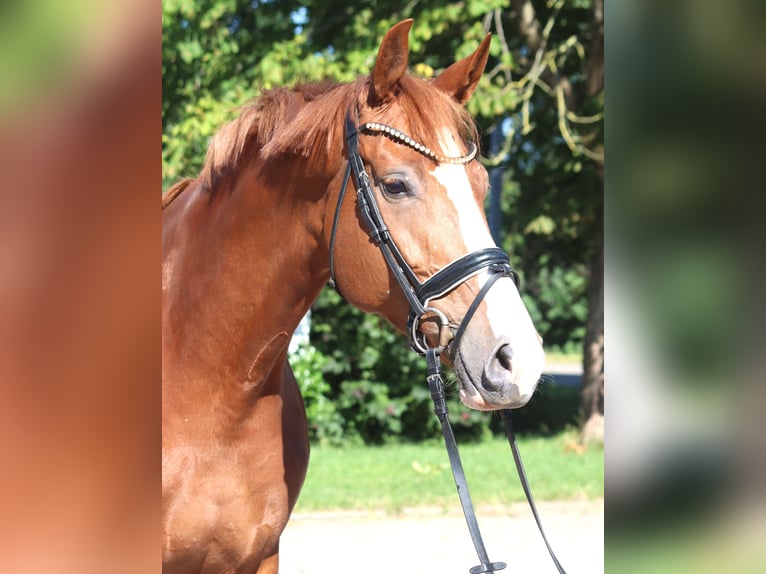 Hanovrien Jument 7 Ans 169 cm Alezan in Selsingen