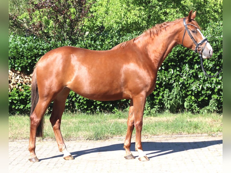 Hanovrien Jument 7 Ans 169 cm Alezan in Selsingen