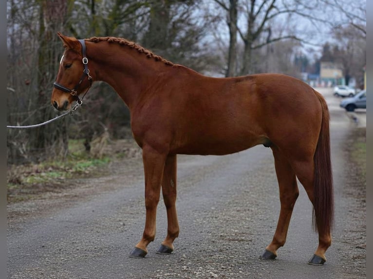 Hanovrien Jument 7 Ans 169 cm Alezan in Ammersbek