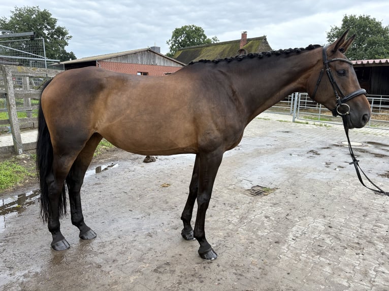 Hanovrien Jument 7 Ans 169 cm Bai in Radbruch