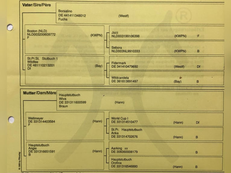 Hanovrien Jument 7 Ans 169 cm Bai in Radbruch