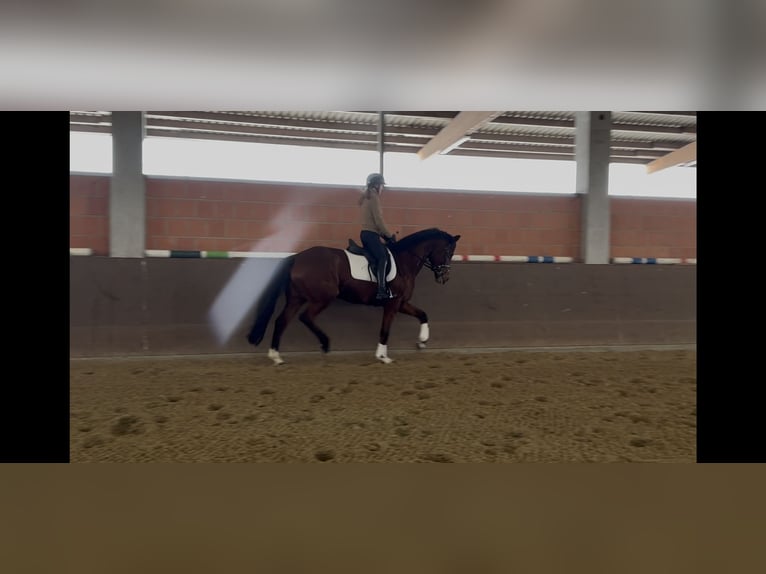 Hanovrien Jument 7 Ans 169 cm Bai in Langwedel