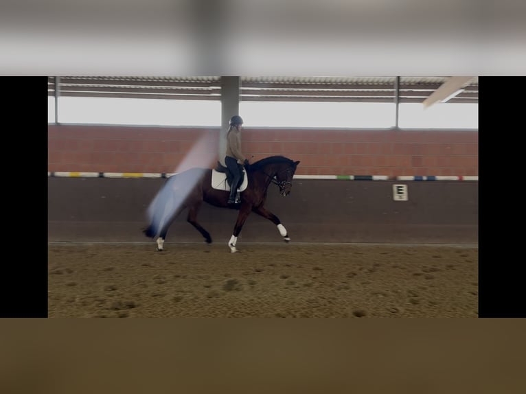 Hanovrien Jument 7 Ans 169 cm Bai in Langwedel