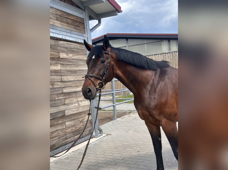 Hanovrien Jument 7 Ans 169 cm Bai in Leipzig