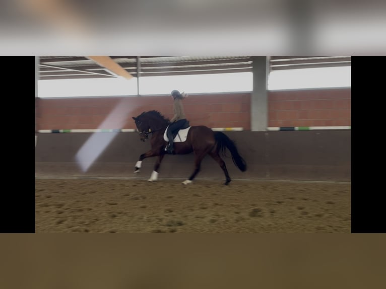 Hanovrien Jument 7 Ans 169 cm Bai in Langwedel