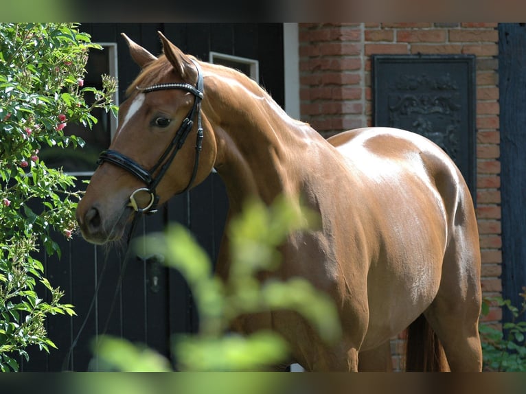 Hanovrien Jument 7 Ans 169 cm  in Bremen