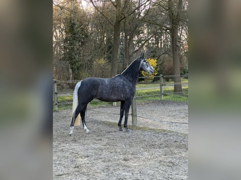 Hanovrien Jument 7 Ans 169 cm Gris noir in Ladbergen