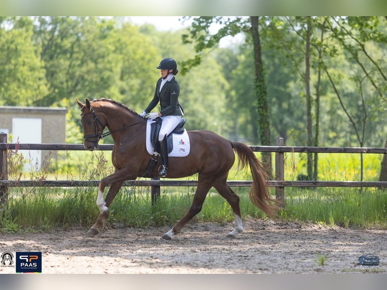 Hanovrien Jument 7 Ans 170 cm Alezan brûlé in Borgercompagnie