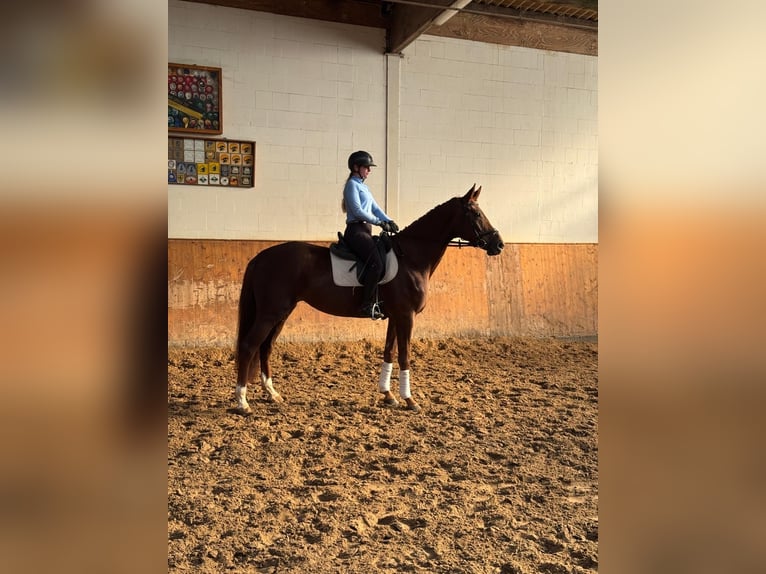 Hanovrien Jument 7 Ans 170 cm Alezan in Verden (Aller)