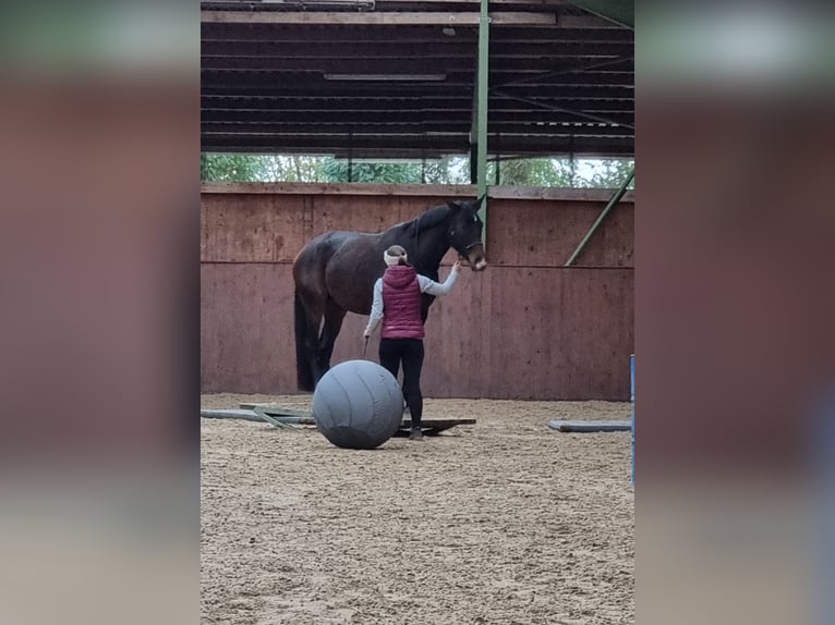 Hanovrien Jument 7 Ans 170 cm Bai brun in Feldkirchen-Westerham