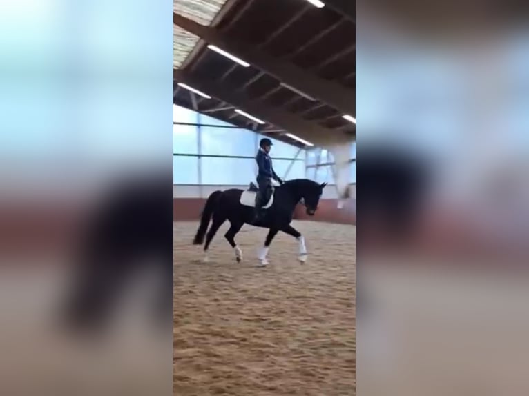 Hanovrien Jument 7 Ans 170 cm Bai brun in Echem